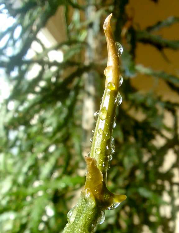 the vestigial leaves are clearly seen on Vanilla roscheri