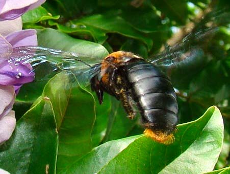 Giant Carpenter Bees Xylocopa flavorufa