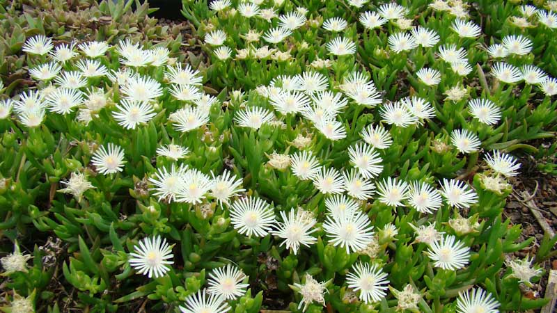 Delosperma lineare green roof durban Delosperma lineare green roof durban