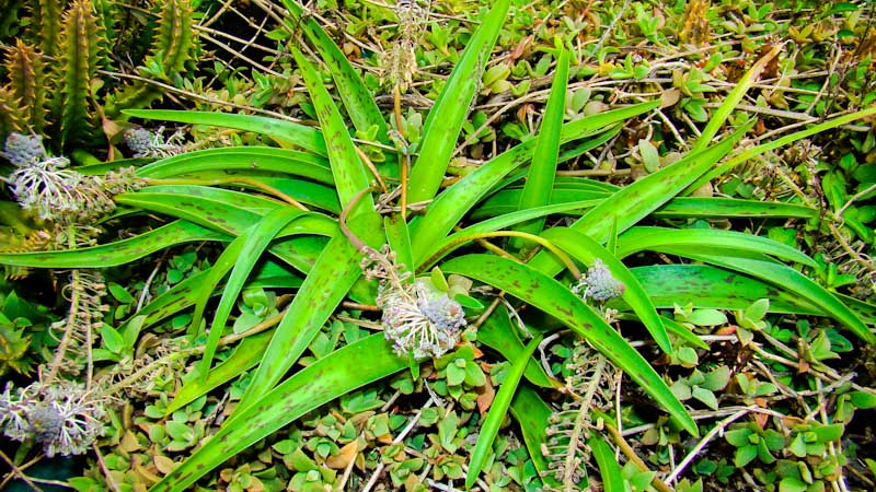 Ledebouria apertifolia green roof durban Ledebouria apertifolia green roof durban