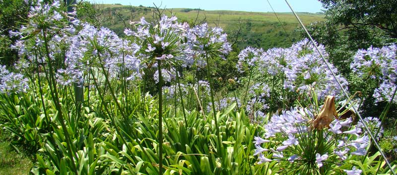 agapanthus praecox