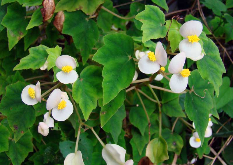 begonia homonyma mount moreland begonia homonyma mount moreland