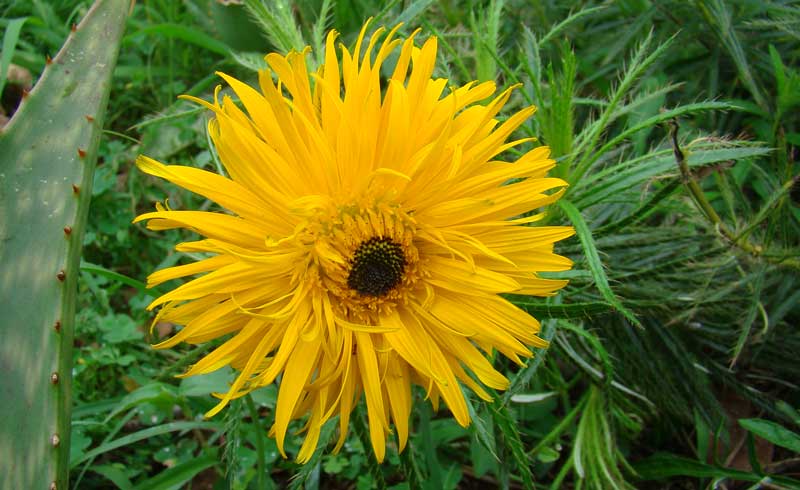 berkheya insignis mount moreland
