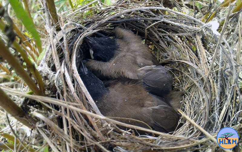 Dark-Capped Bulbul Pycnonotus tricolor chicks in their nest in weeds at Mount Moreland  Conservancy Dark-Capped Bulbul Pycnonotus tricolor chicks in their nest in weeds at Mount Moreland  Conservancy