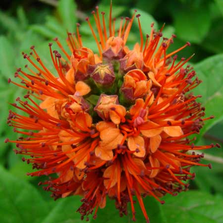 Hiccup Nut, Combretum bracteosum flower. HLEM Hlengiwe Luthuli Environmental Management (Pty) Ltd Durban South Africa