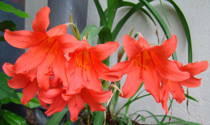 Cyrtanthus sanguineus green roof Durban Cyrtanthus sanguineus green roof Durban