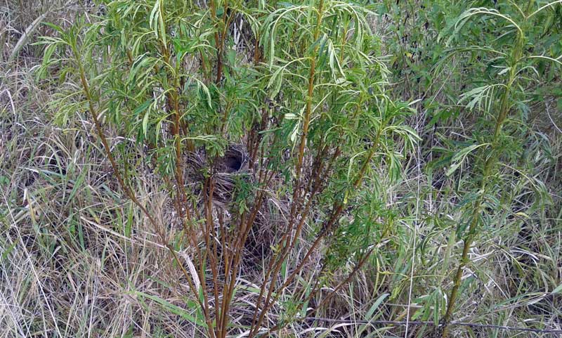 Dark-Capped Bulbul Pycnonotus tricolor nest in weeds at Mount Moreland  Conservancy Dark-Capped Bulbul Pycnonotus tricolor nest in weeds at Mount Moreland  Conservancy