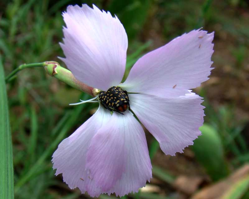 dianthus zeyherii mount moreland