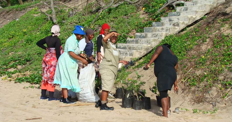 dune rehabilitation kwazulu natal coast