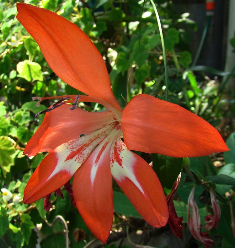 images/gladiolus_cruentus.jpg images/gladiolus_cruentus.jpg