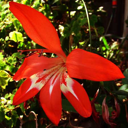 Gladiolus cruentus. HLEM Hlengiwe Luthuli Environmental Management (Pty) Ltd Durban South Africa