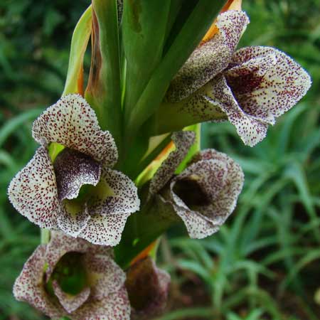 gladiolus ecklonii. HLEM Hlengiwe Luthuli Environmental Management (Pty) Ltd DUrban South Africa