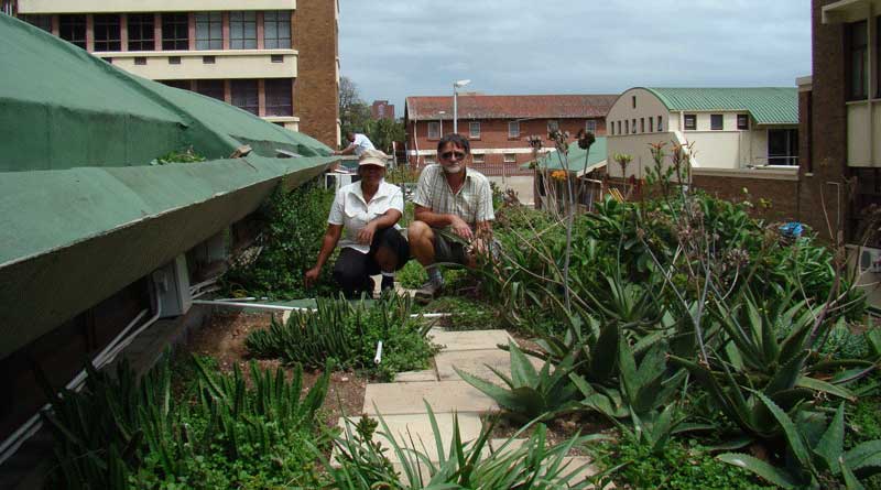 green roof project durban greenroof project durban