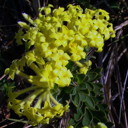 Lasiosiphon anthylloides. HLEM Hlengiwe Luthuli Environmental Management (Pty) Ltd Durban South Africa