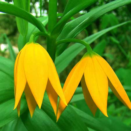 Littonia modesta. HLEM Hlengiwe Luthuli Environmental Management (Pty) Ltd Durban South Africa