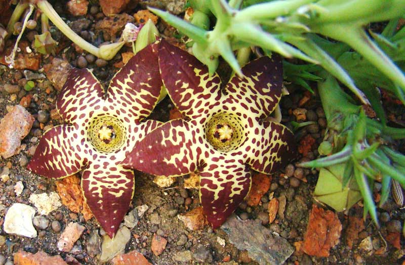 orbea longidens green roof durban orbea longidens green roof durban