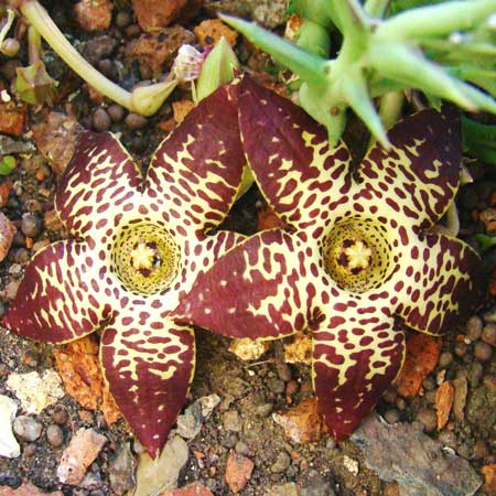 Orbea longidens. HLEM Hlengiwe Luthuli Environmental Management (Pty) Ltd Durban South Africa
