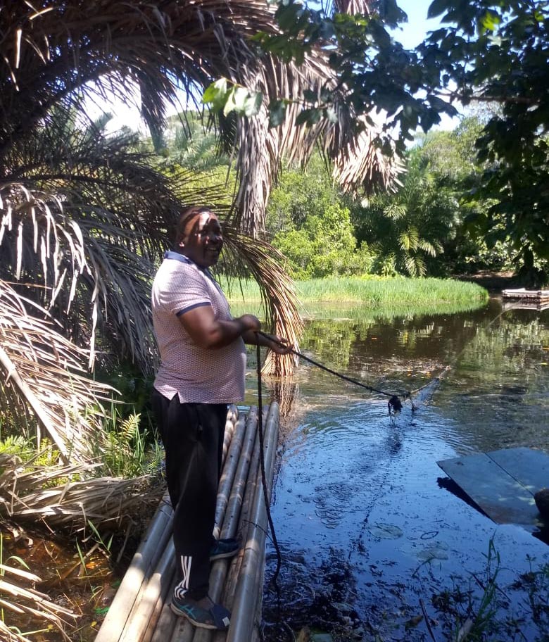 community pont made of the leaves of  the raphia palm also known as the  kosi bay palm to cross the aManzimnyama river in the eMalangeni forest community pont made of the leaves of  the raphia palm also known as the  kosi bay palm to cross the aManzimnyama river in the eMalangeni forest