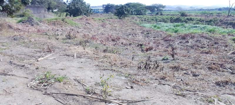 Elephant Grass Napier Grass pennisetum purpureum