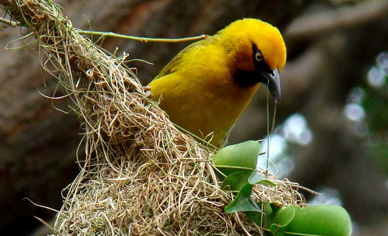 Spectacled Weaver, iGelegekle, Ploceus ocularis building a nest in the eMalangeni Forest Kosi Bay Complex South Africa