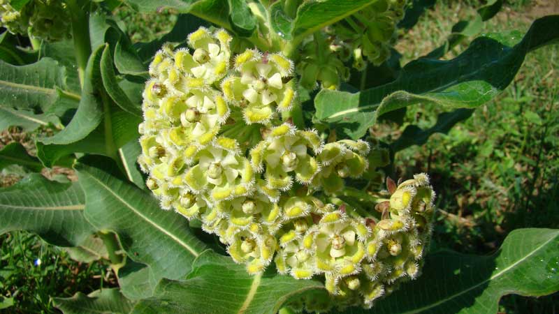 xysmalobium undulatum mount moreland