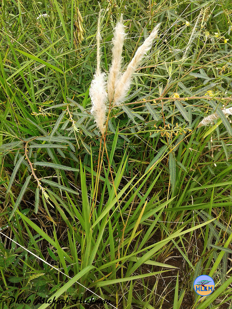 HLEM Cotton wool grass Imperata cylindrica  indigenous grass  plant Durban KZN South Africa