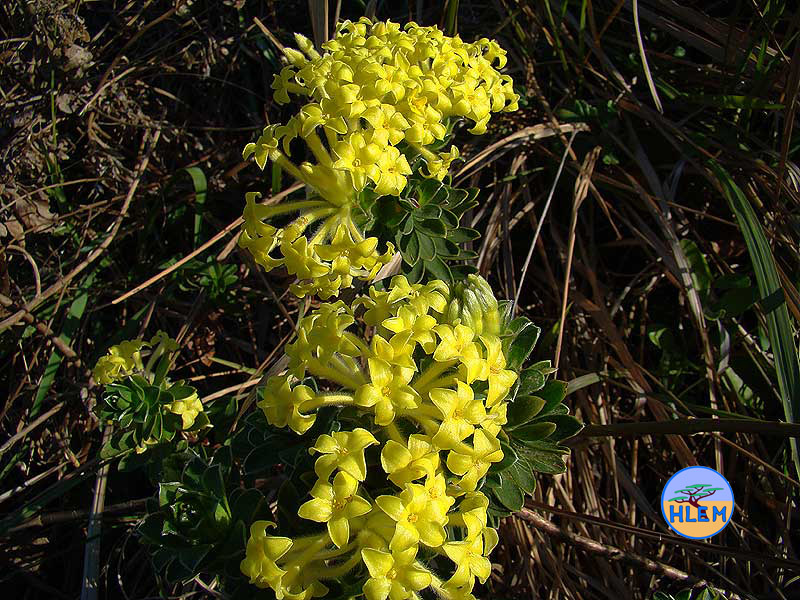 HLEM  Lasiosiphon anthylloides a common endemic grass land plant Durban KZN South Africa