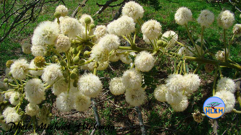 HLEM Flowers of Paperbark thorn tree Vachellia sieberiana  indigenous tree Durban Kwazulu-Natal South Africa
