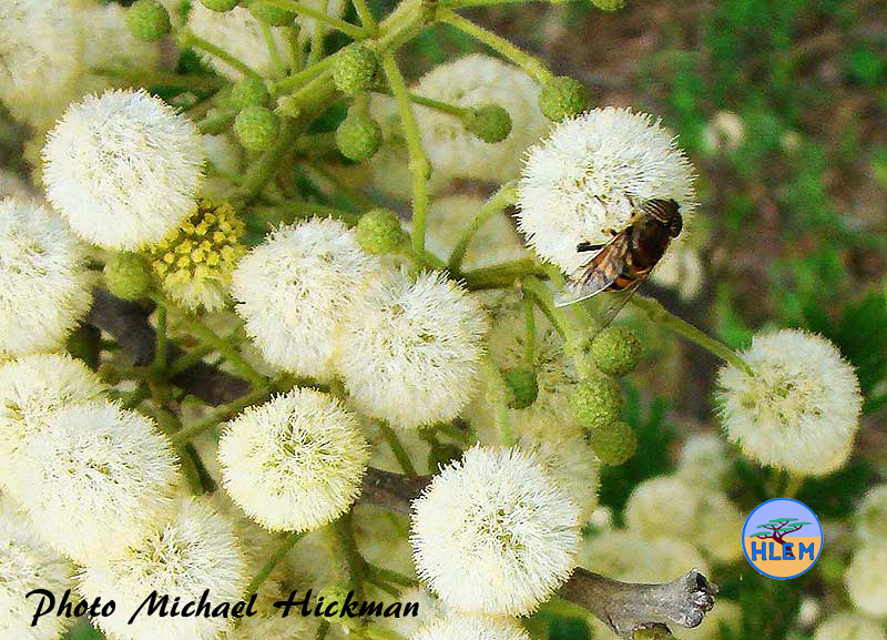 HLEM Flower of Paperbark thorn tree Vachellia sieberiana with the fly Eristalinus taeniops indigenous tree Durban Kwazulu-Natal South Africa