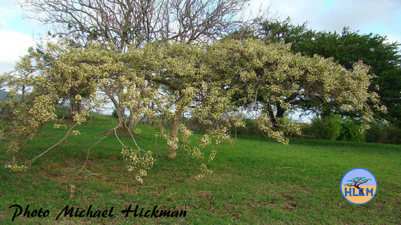 HLEM Paperbark thorn tree Vachellia sieberiana  indigenous tree Durban Kwazulu-Natal South Africa