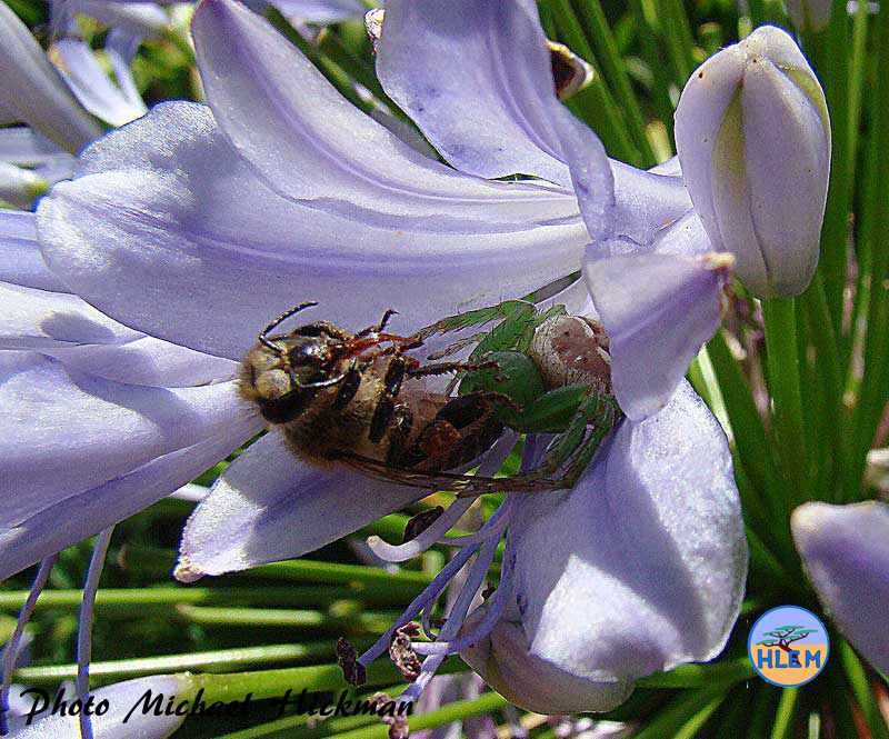 HLEM  Spider captures as an African Honey Bee Apis mellifera scutellata on the Flower of  Common agapanthus, Agapanthus praecox a South African indigenous grassland plant Durban KZN South Africa