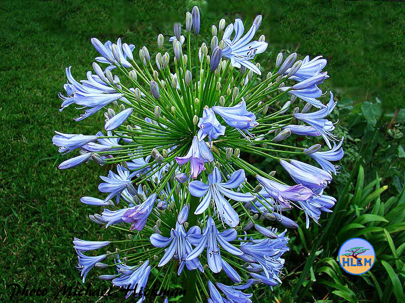 HLEM Hlengiwe Luthuli Environmental Management (Pty) Ltd. Flower of  Common agapanthus Agapanthus praecox which grows on rocky outcrops in grassland and forest in the wet eastern regions of South Africa