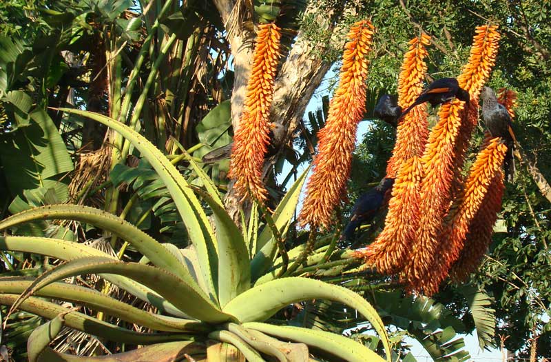 HLEM Bitter Aloe Flower, Aloe ferox  indigenous tree Durban Kwazulu-Natal South Africa
