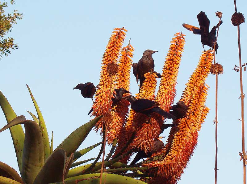 HLEM Bitter Aloe Flower, Aloe ferox with the redwing starlings indigenous tree Durban Kwazulu-Natal South Africa