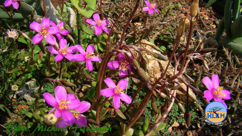 HLEM  Anacampseros telephiastrum a South African endemic indigenous plant found growing on rocks Durban KZN South Africa