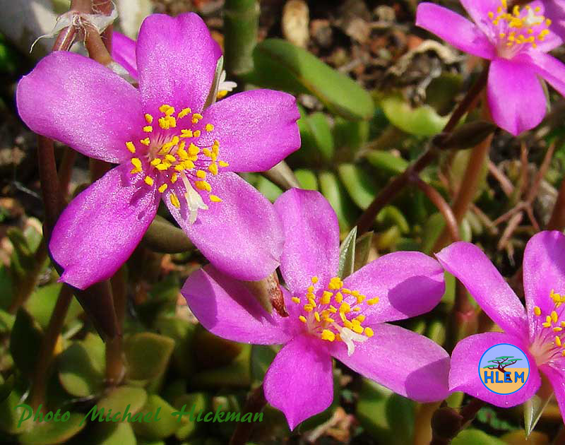HLEM  Flower of Anacampseros telephiastrum a South African endemic indigenous plant found growing on rocks Durban KZN South Africa