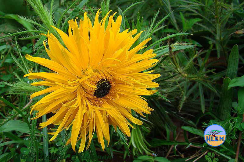 Flower of Berkheya insignis is a South African indigenous grassland plant HLEM Hlengiwe Luthuli Environmental Management (Pty) Ltd Durban KZN South Africa