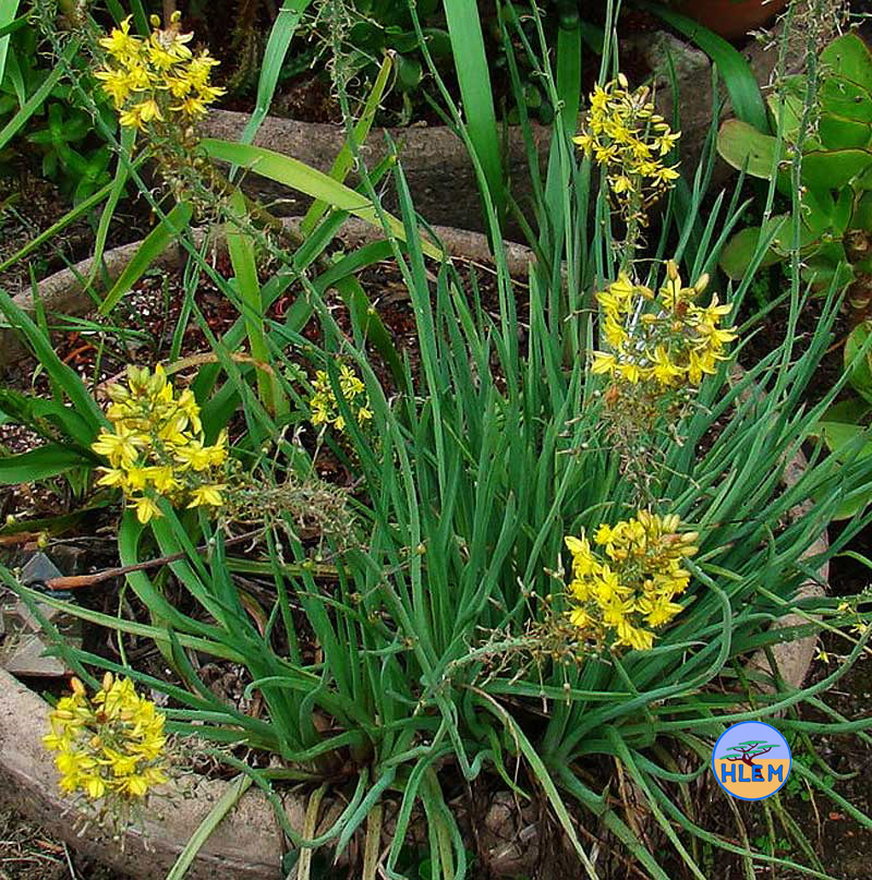 HLEM  Plant of Spreading bulbine Bulbine asphodeloides a South African indigenous grassland plant Durban KZN South Africa