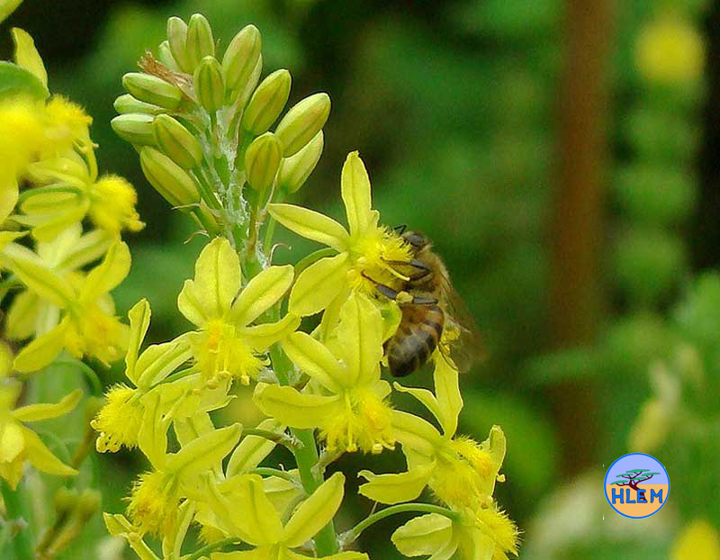 HLEM  Flower of Spreading bulbine Bulbine asphodeloides  a South African indigenous grassland plant Durban KZN South Africa