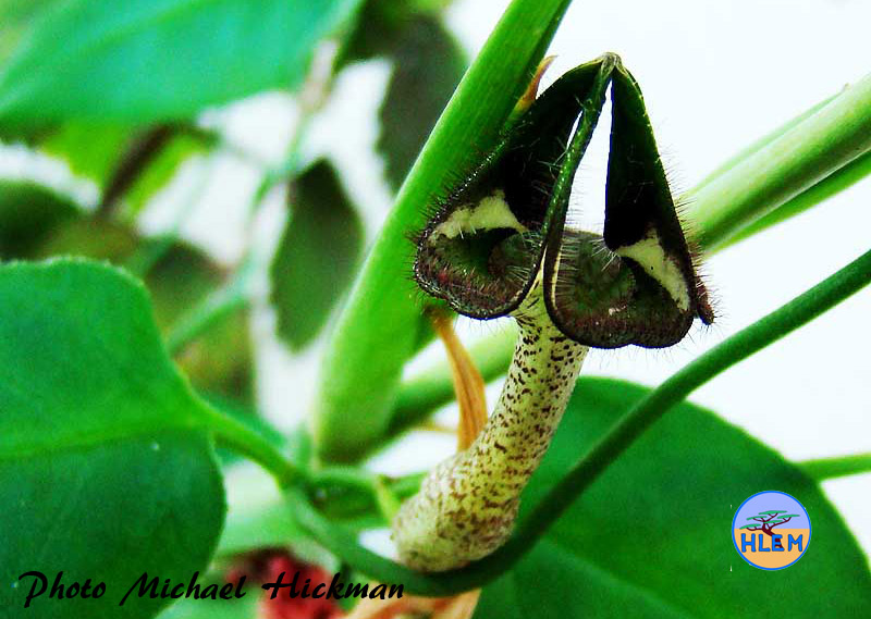 HLEM  Flower of Ceropegia nilotica a South African indigenous plant Durban KZN South Africa