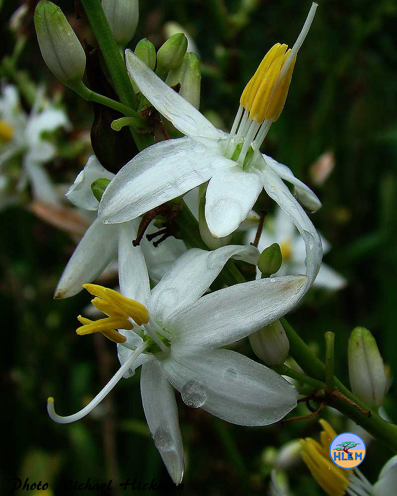 HLEM  Flower of Chlorophytum cooperi a South African indigenous grassland plant Durban KZN South Africa
