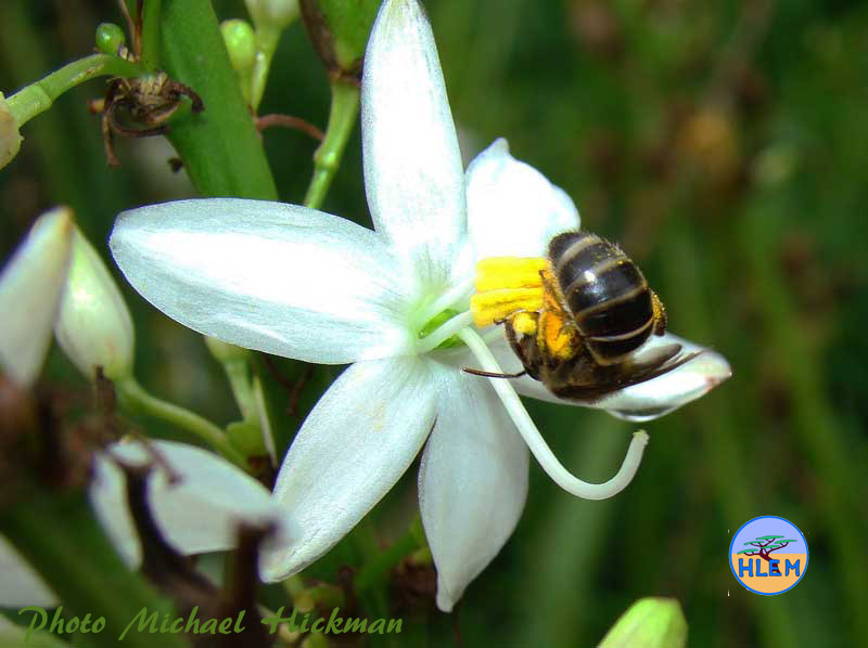 HLEM  Flower of Chlorophytum cooperi with a honey bee a South African indigenous grassland plant Durban KZN South Africa