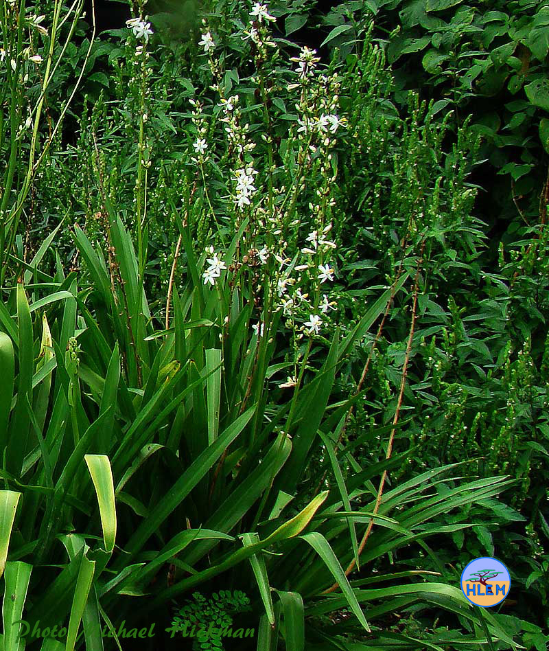 HLEM  Chlorophytum cooperia South African indigenous grassland plant showing the distinctive leaves Durban KZN South Africa