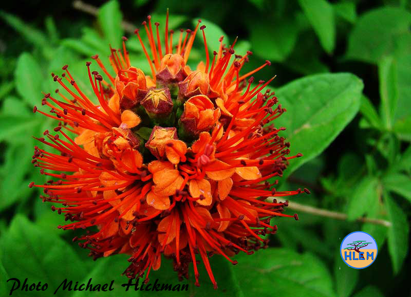 HLEM Flower of Hiccup nut, Combretum bracteosum  indigenous scrambling tree Durban Kwazulu-Natal South Africa