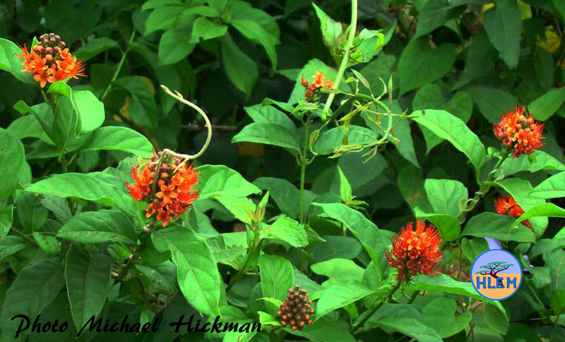 HLEM Hiccup nut, Combretum bracteosum  indigenous scrambling tree Durban Kwazulu-Natal South Africa