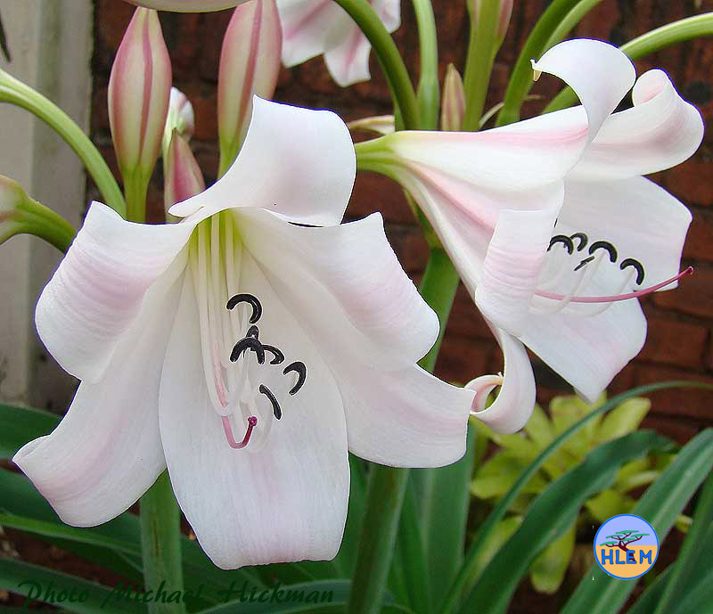 HLEM  flowers of River Lily Crinum macowanii a South African indigenous grassland plant Durban KZN South Africa