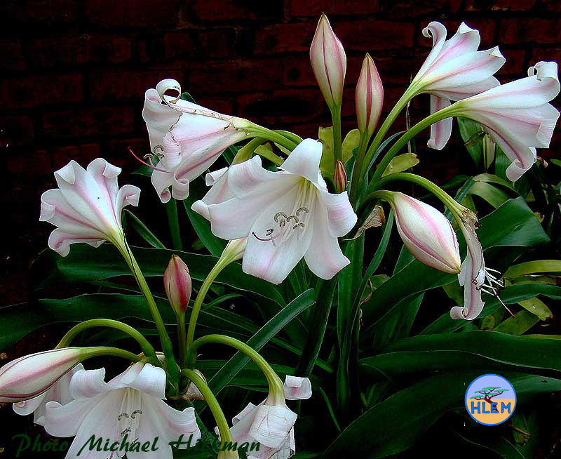 HLEM River Lily Crinum macowanii a South African indigenous grassland plant Durban KZN South Africa