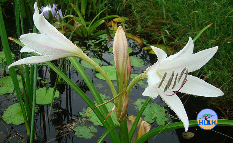 HLEM Flowers of Bushveld vlei lily Crinum paludosum which is an indigenous aquatic plant with a  Durban Kwazulu-Natal South Africa