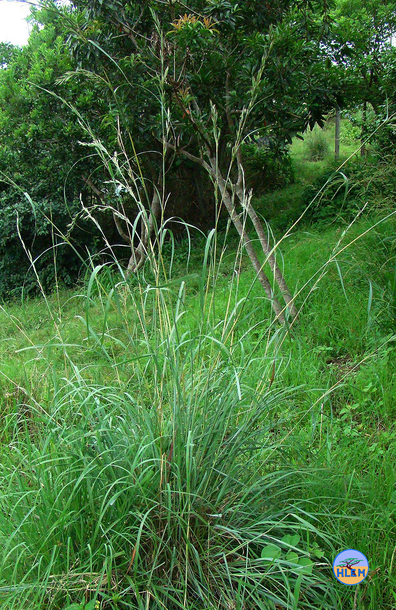HLEM Blue form of cymbopogon nardus (C. validus) g