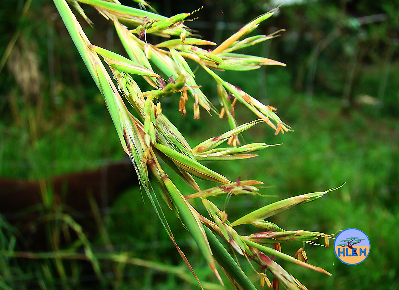 HLEM A flower of cymbopogon nardus (C. validus) grass  plant Durban KZN South Africa
